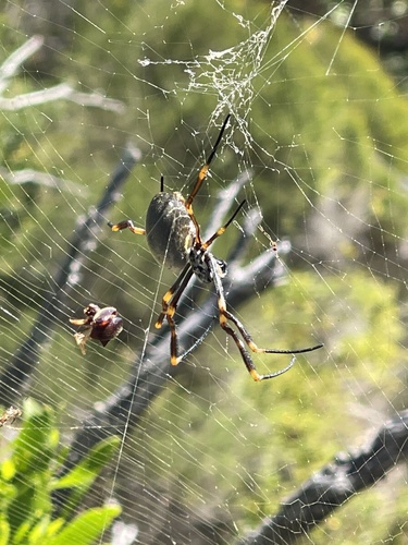 Photo of Tiger Spider (Trichonephila plumipes)