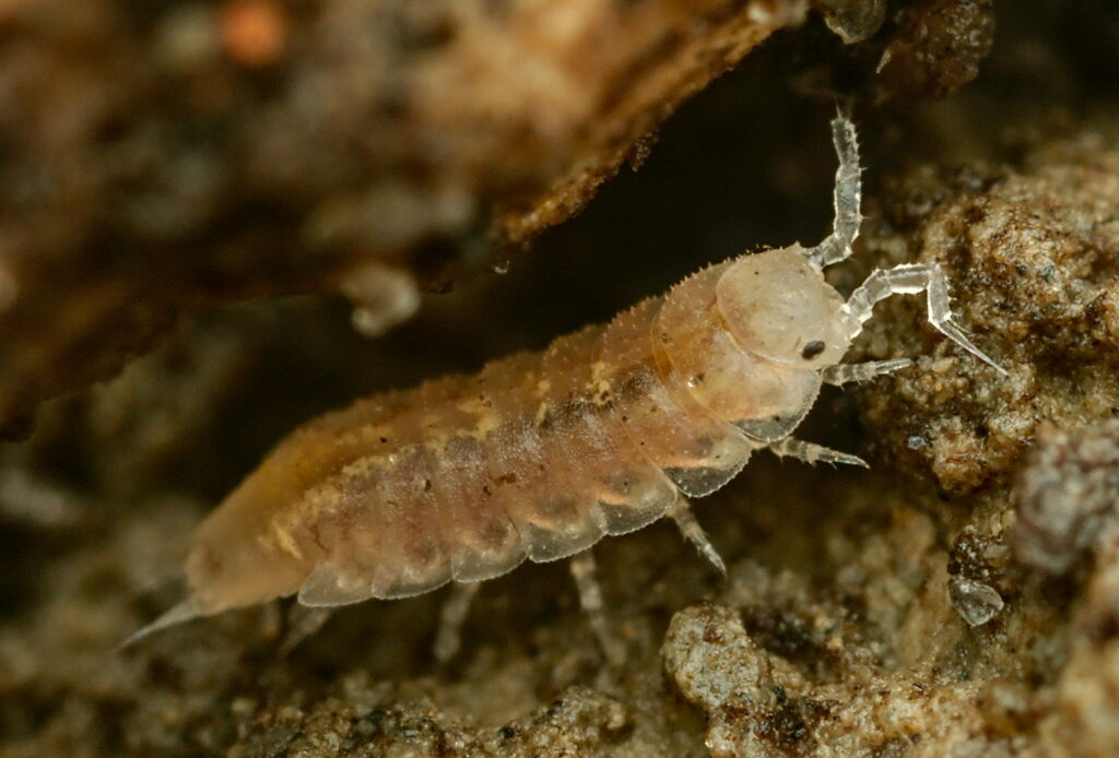 Isopod