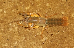 Spinastacoides inermis