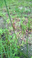 Paroxya atlantica