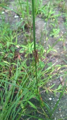 Paroxya atlantica