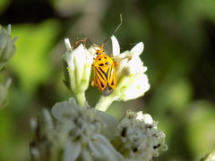 Calocoris barberi