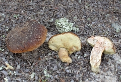 Parasitic Molds - Observation of the Week, 8/5/18 · iNaturalist