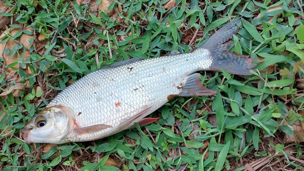 Venezuelan flannelmouth (Prochilodus mariae) — Prochilodontidae