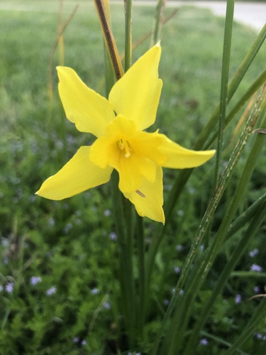 Narcissus × odorus, photograph 4