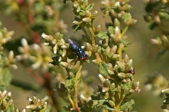 Compsomyiops callipes