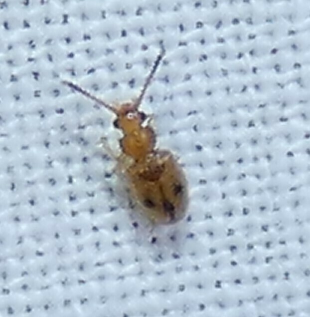 Psammoecus trimaculatus