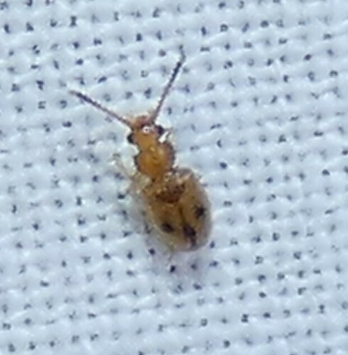 Psammoecus trimaculatus
