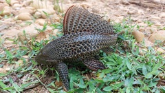 Orinoco Sailfin Catfish photo 4