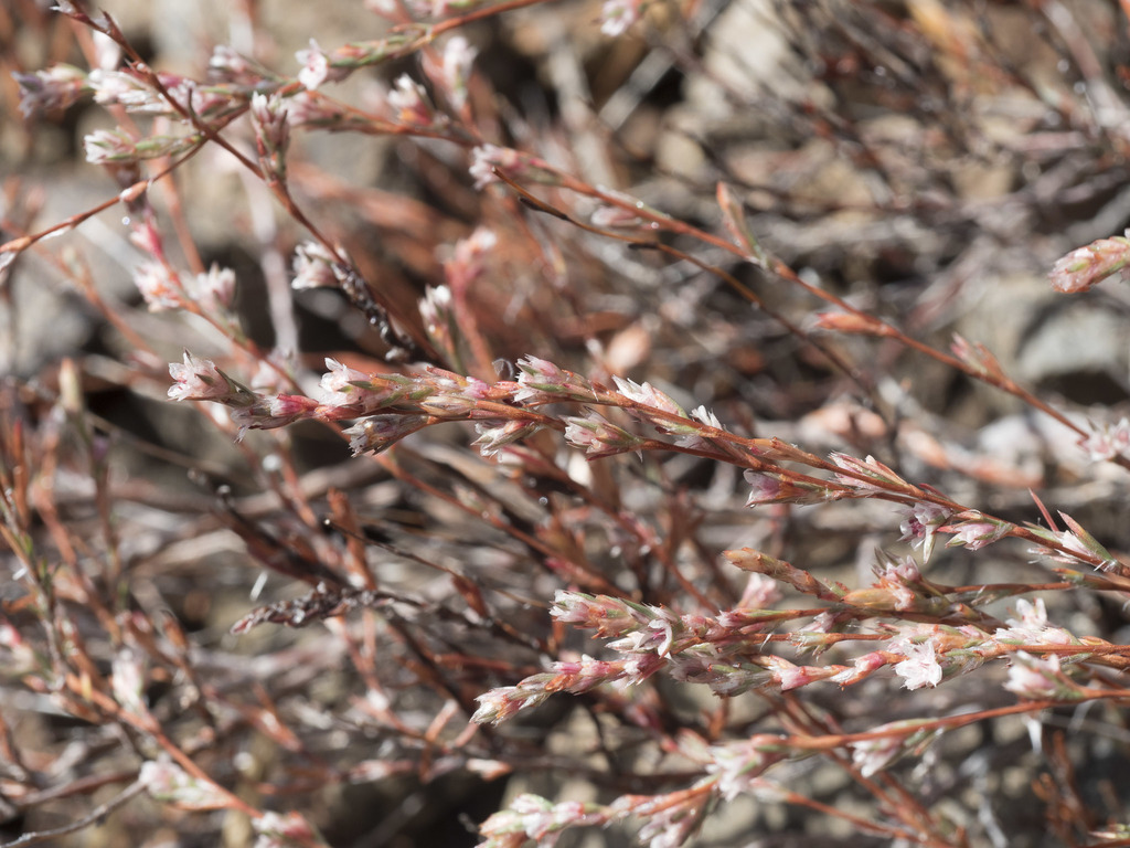 Bolander's knotweed