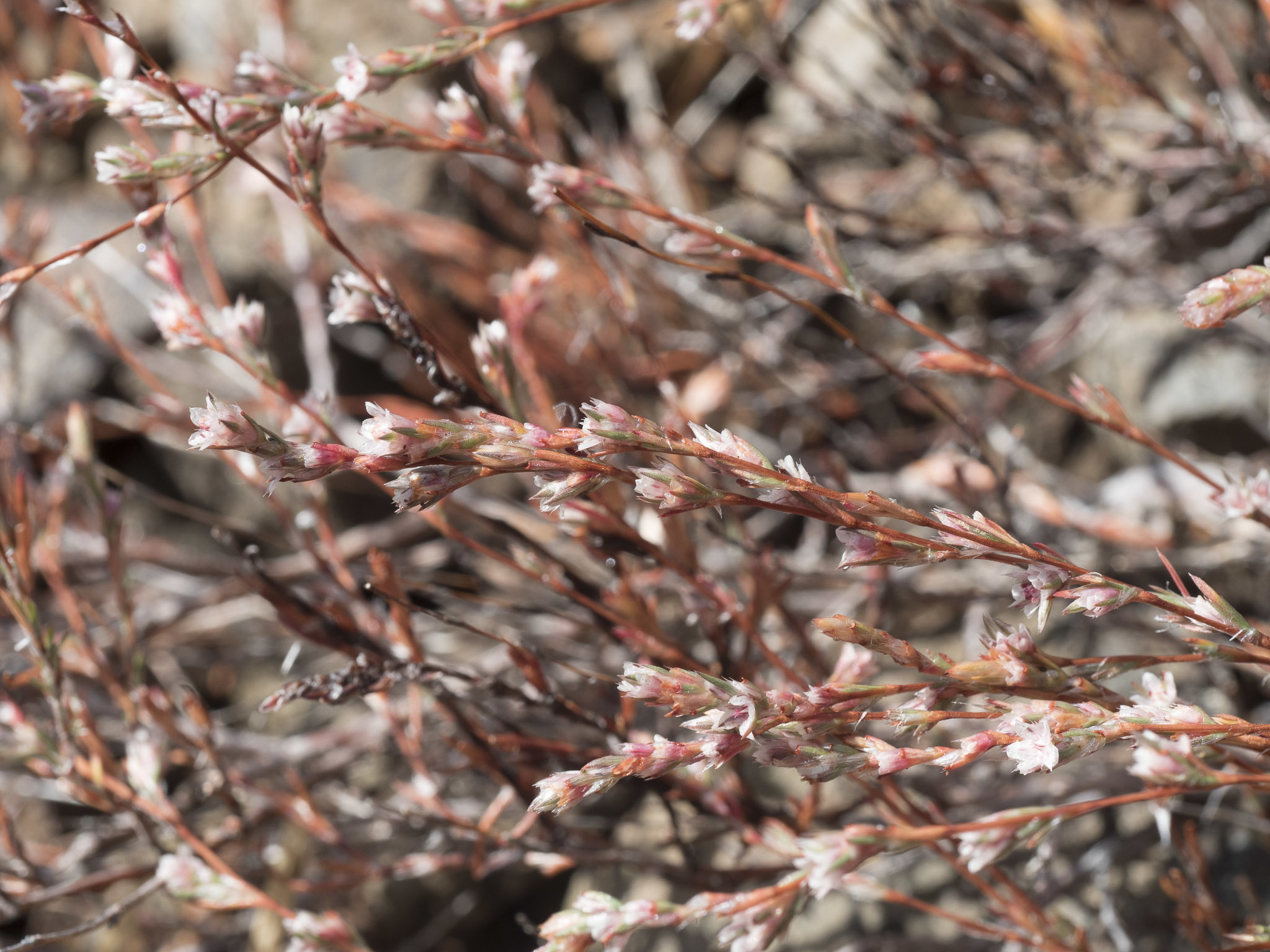 Polygonum bolanderi
