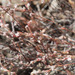 Bolander's Knotweed - Photo (c) Todd Ramsden, some rights reserved (CC BY-NC), uploaded by Todd Ramsden