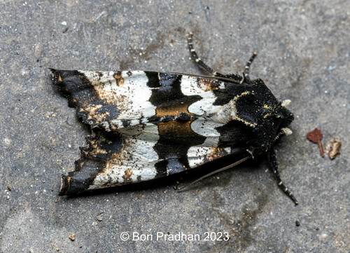 Phlogophora albovittata Moore, 1867