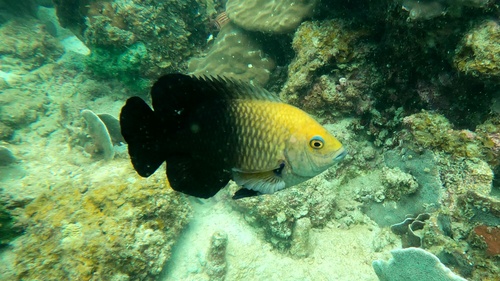 Lagoon Damsel — seen at this dive site
