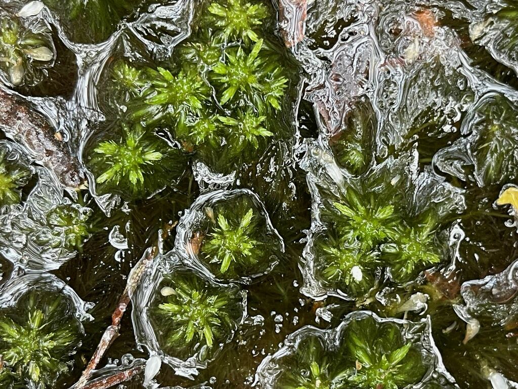 Sphagnum mississippiense