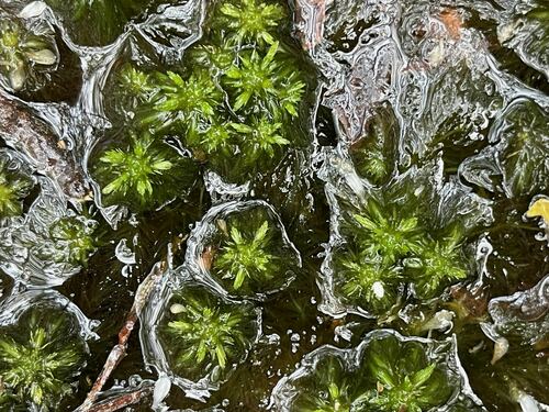 Sphagnum mississippiense