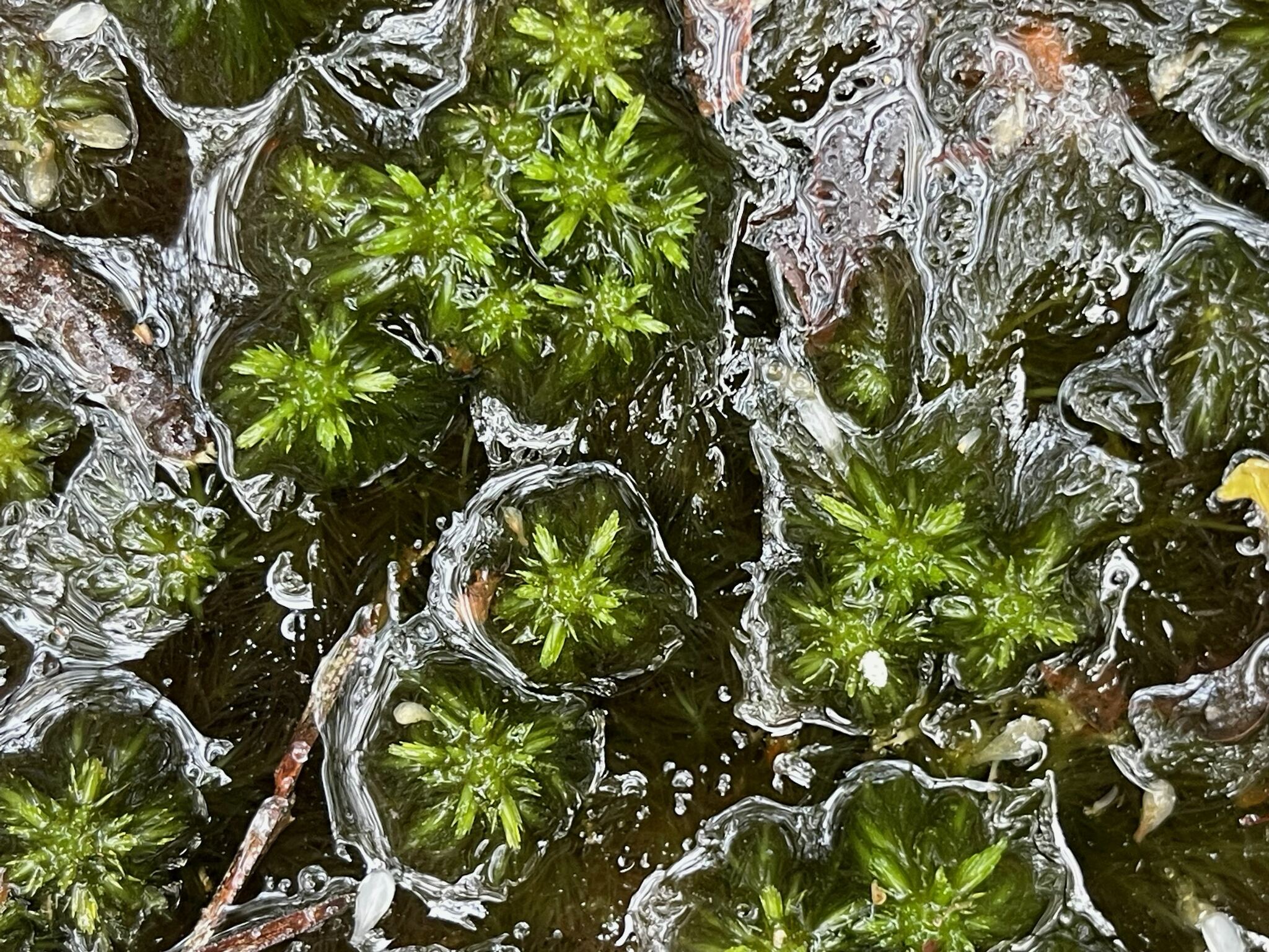 Sphagnum mississippiense