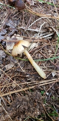 Agaricus pallens
