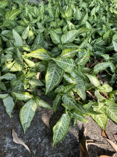 Syngonium angustatum
