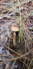 Agaricus pallens