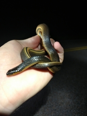 Liodytes rigida sinicola