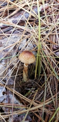 Agaricus pallens