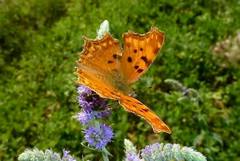 Polygonia egea