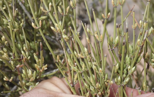 Image of Ephedra aspera by (c) Bob Nieman, some rights reserved (CC BY)
