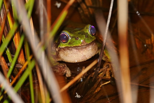 Tasmanian Tree Frog