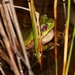 Tasmanian Tree Frog - Photo (c) James Bailey, some rights reserved (CC BY-NC), uploaded by James Bailey