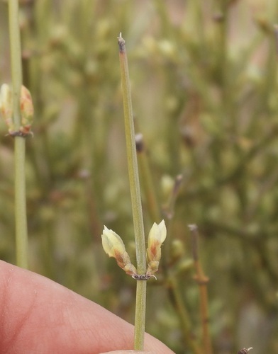 Image of Ephedra aspera by (c) Bob Nieman, some rights reserved (CC BY)