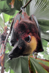 Golden-Capped Fruit Bat photo 4