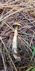 Agaricus pallens
