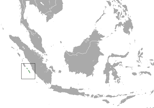 Golden-bellied Treeshrew