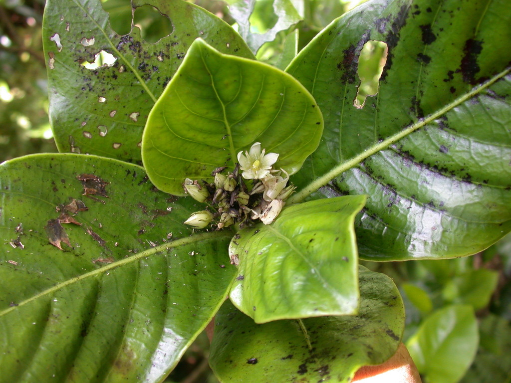 Geniostoma rapense