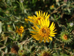 Grindelia pulchella