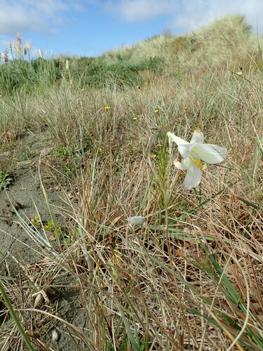 Lilium formosanum