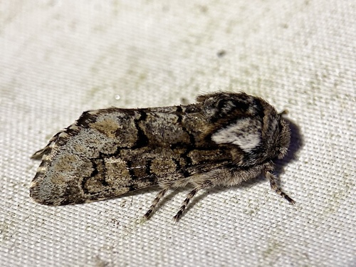 Thaxter’s Sallow
