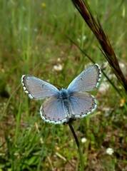Pseudophilotes baton