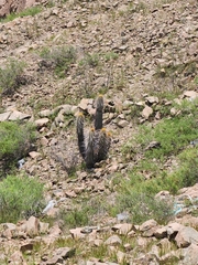 Weberbauerocereus weberbaueri