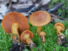 Cortinarius malicorius