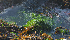 Phyllospadix scouleri