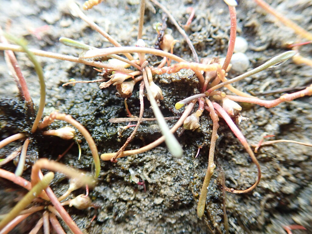 Synchytrium limosellae