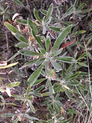 Eriogonum heracleoides