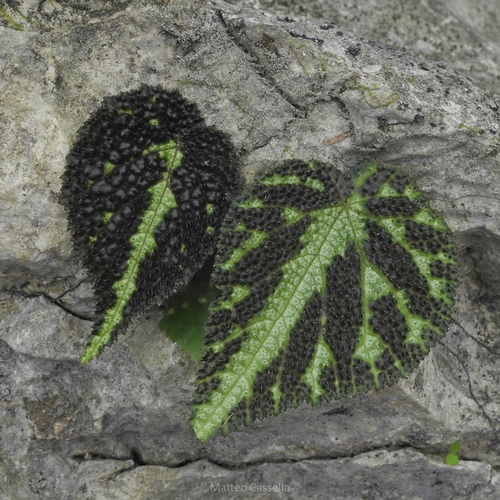 Begonia imperialis, photograph 5