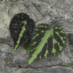 (c) Matteo Cassella, some rights reserved (CC BY-SA) Begonia imperialis, photograph (c) Matteo Cassella, some rights reserved (CC BY-SA)