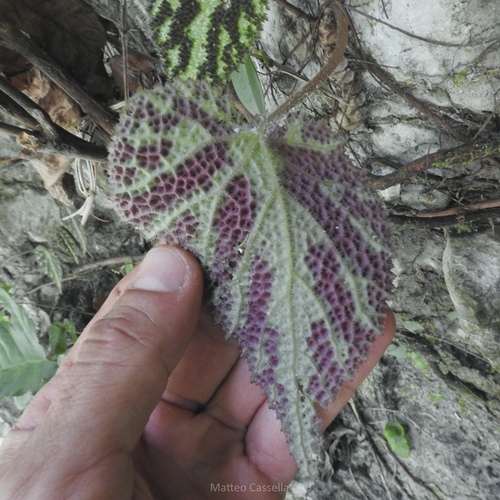 Begonia imperialis, photograph 6