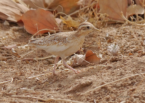 Quail-plover
