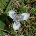 Tigridia seleriana - Photo (c) John Kemner, alguns direitos reservados (CC BY-NC), uploaded by John Kemner