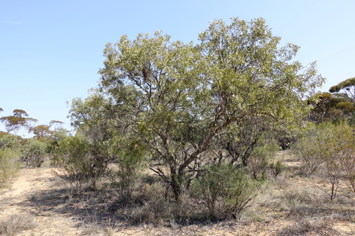 Cattle Bush (Subspecies Alectryon oleifolius canescens) · iNaturalist